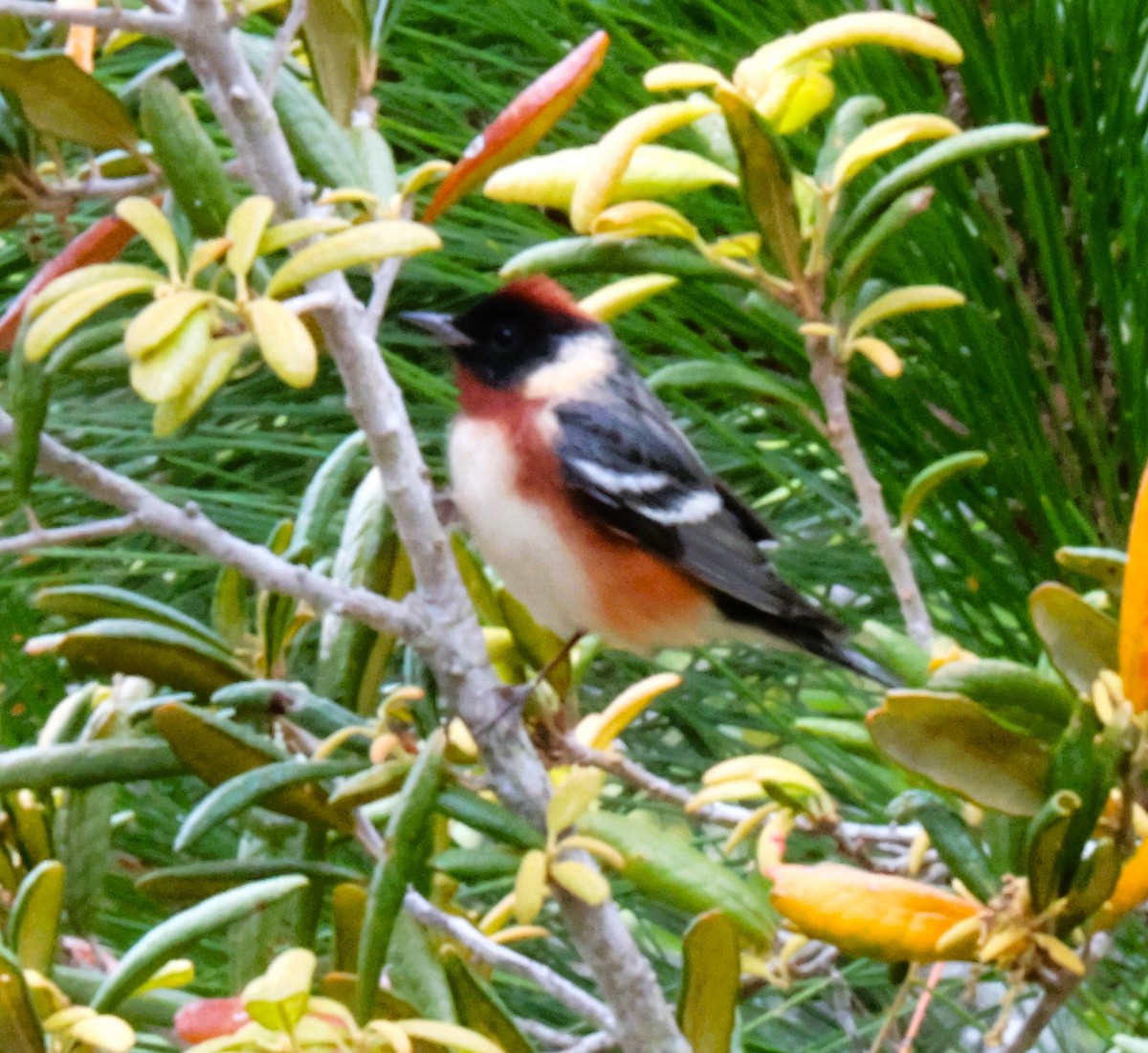 Bay-breasted Warbler - ML618826745