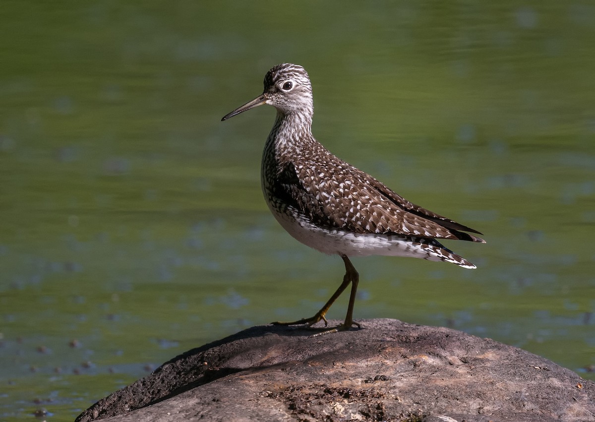 Solitary Sandpiper - ML618826749