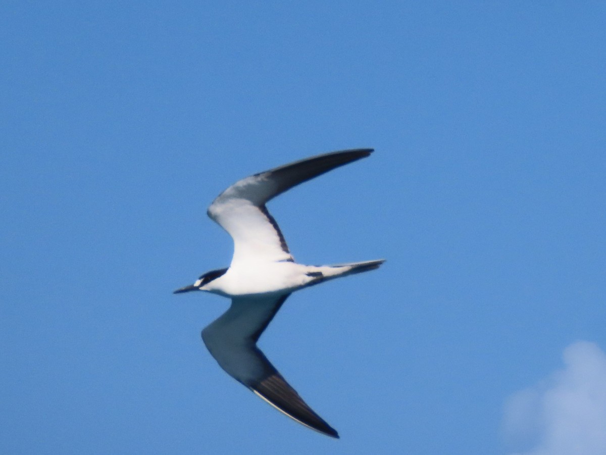 Sooty Tern - Pamela Hunt