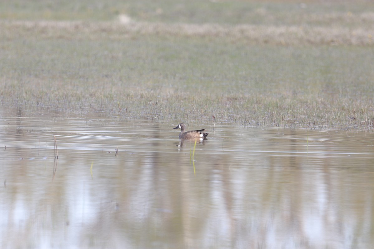 Blue-winged Teal - Laurie Brewster