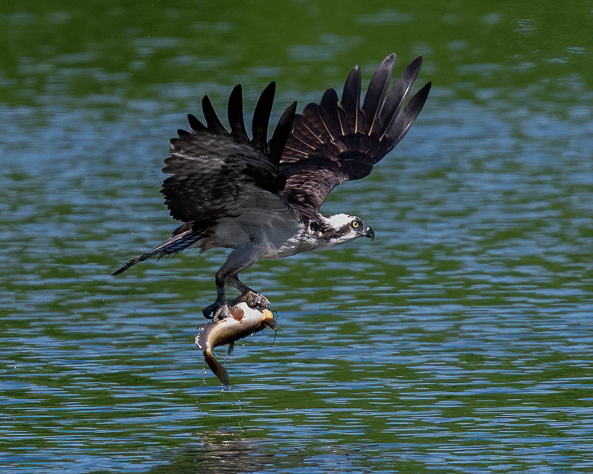 Balbuzard pêcheur - ML618826757