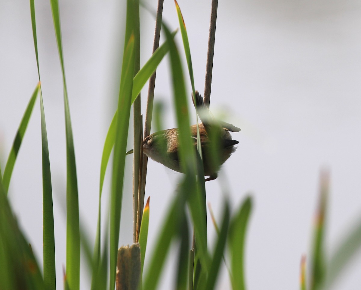 Marsh Wren - Becky Harbison