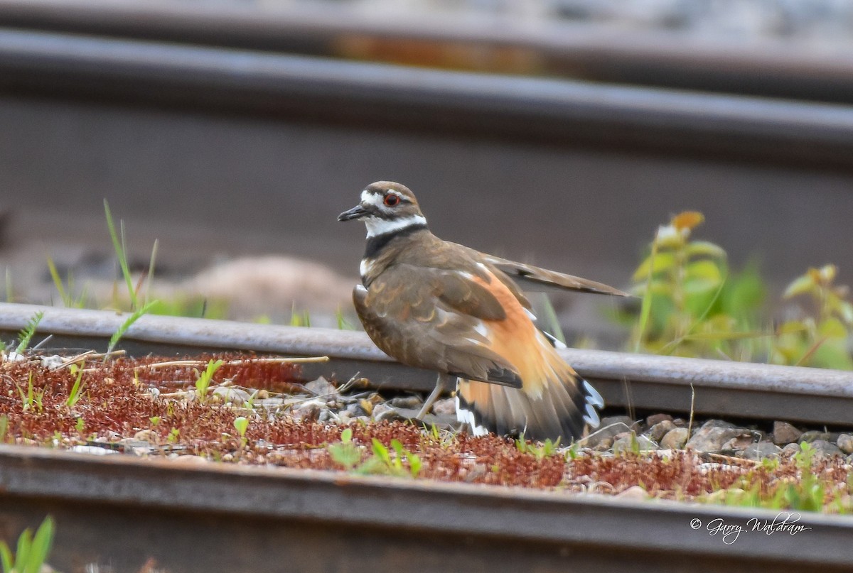 Killdeer - Garry Waldram