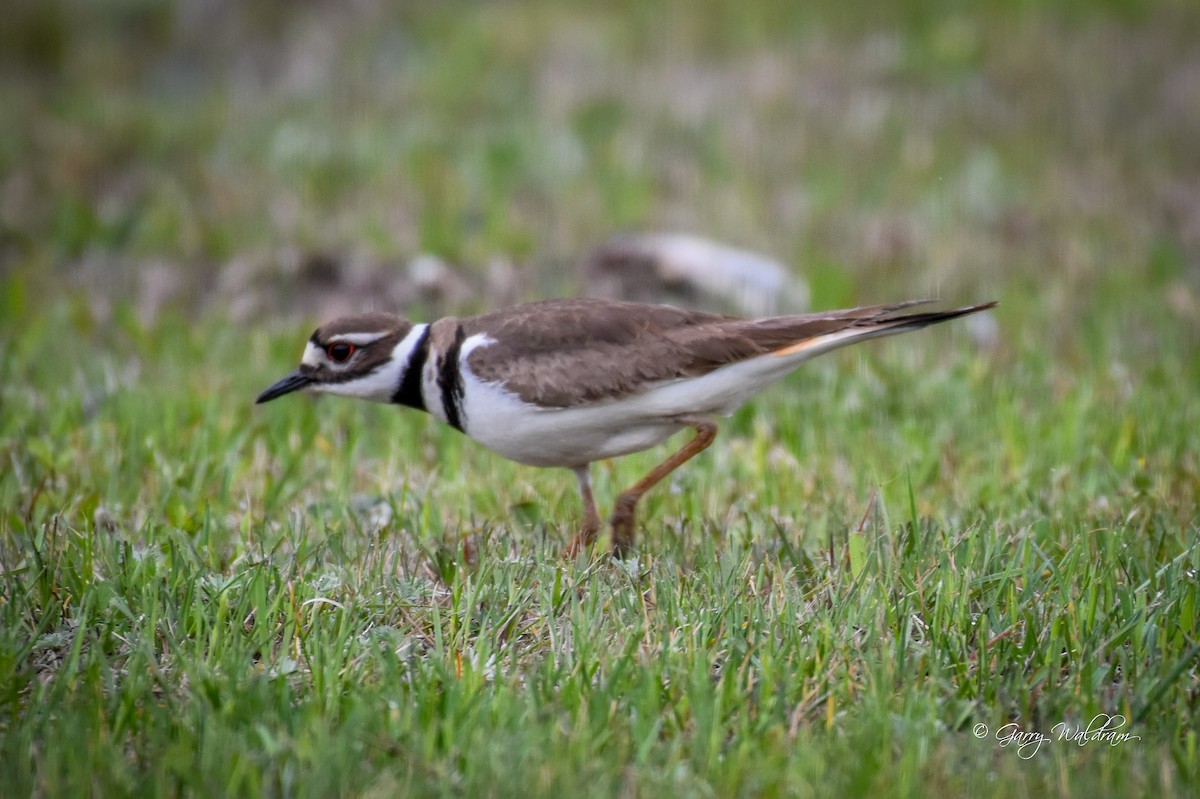 Killdeer - Garry Waldram