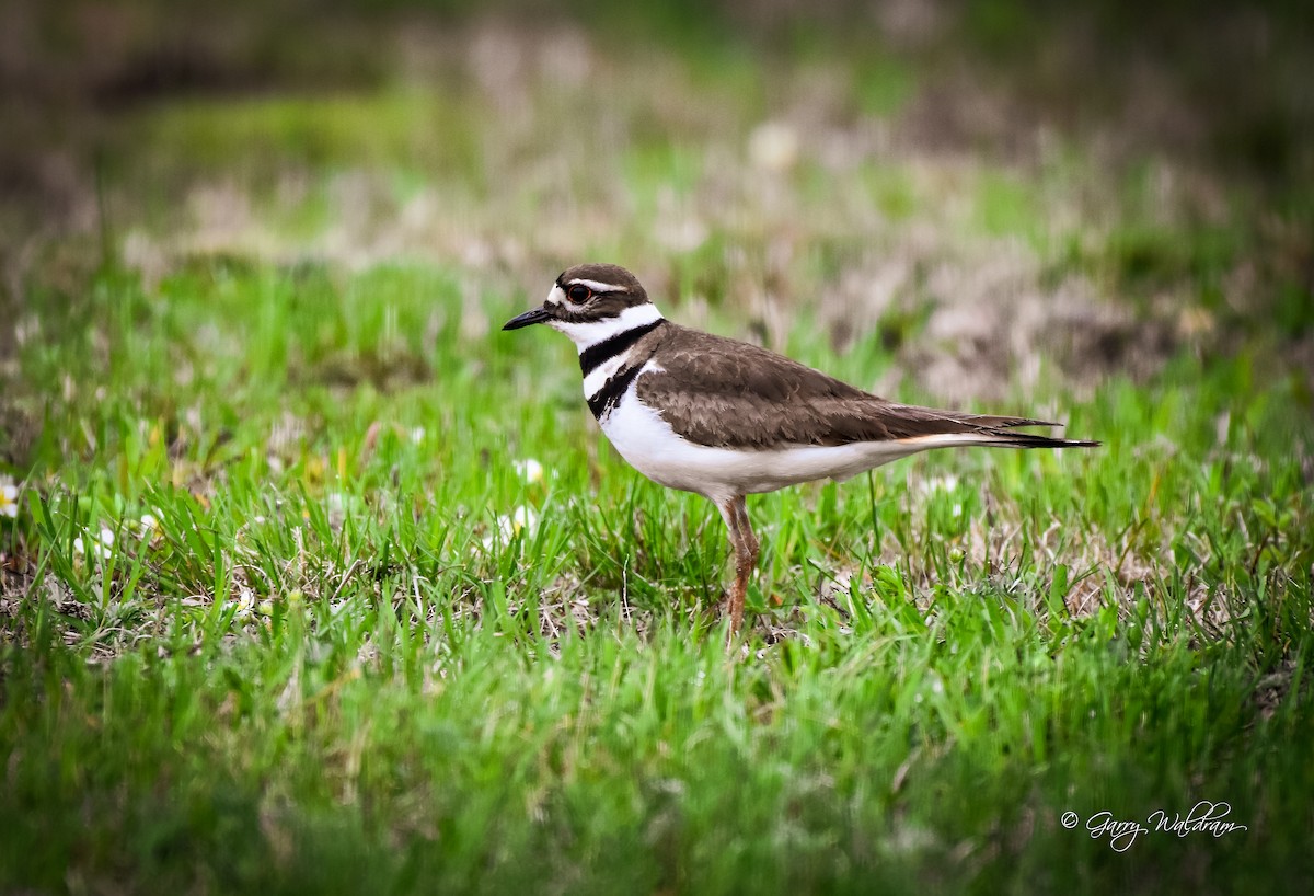 Killdeer - Garry Waldram