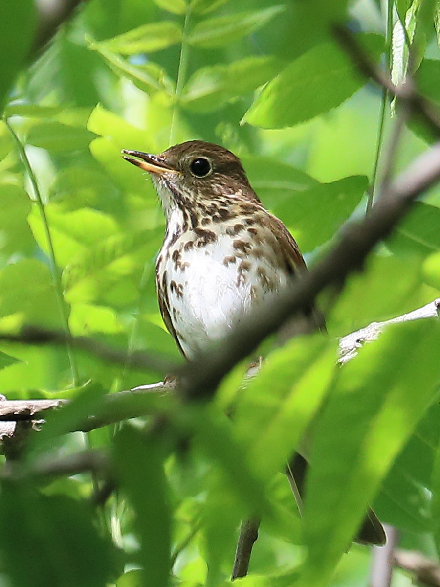 Swainson's Thrush - Howard Patterson