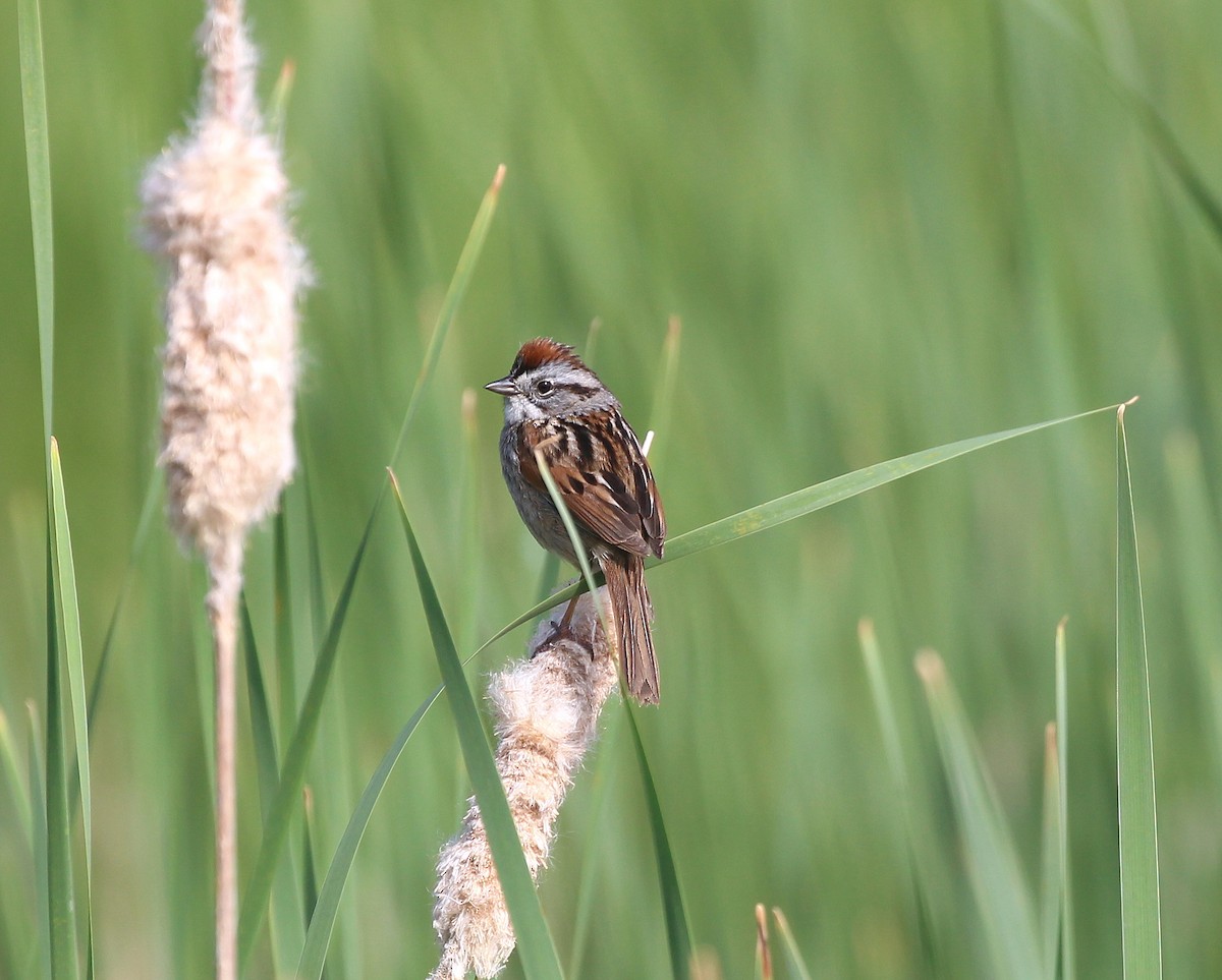 Swamp Sparrow - Becky Harbison