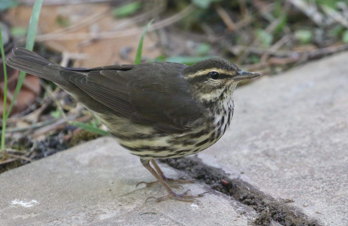 Northern Waterthrush - Jane Stulp