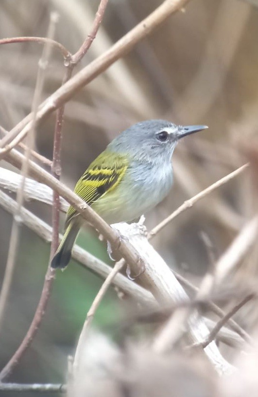 Slate-headed Tody-Flycatcher - ML618826830