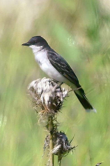 Eastern Kingbird - Renee Rusk