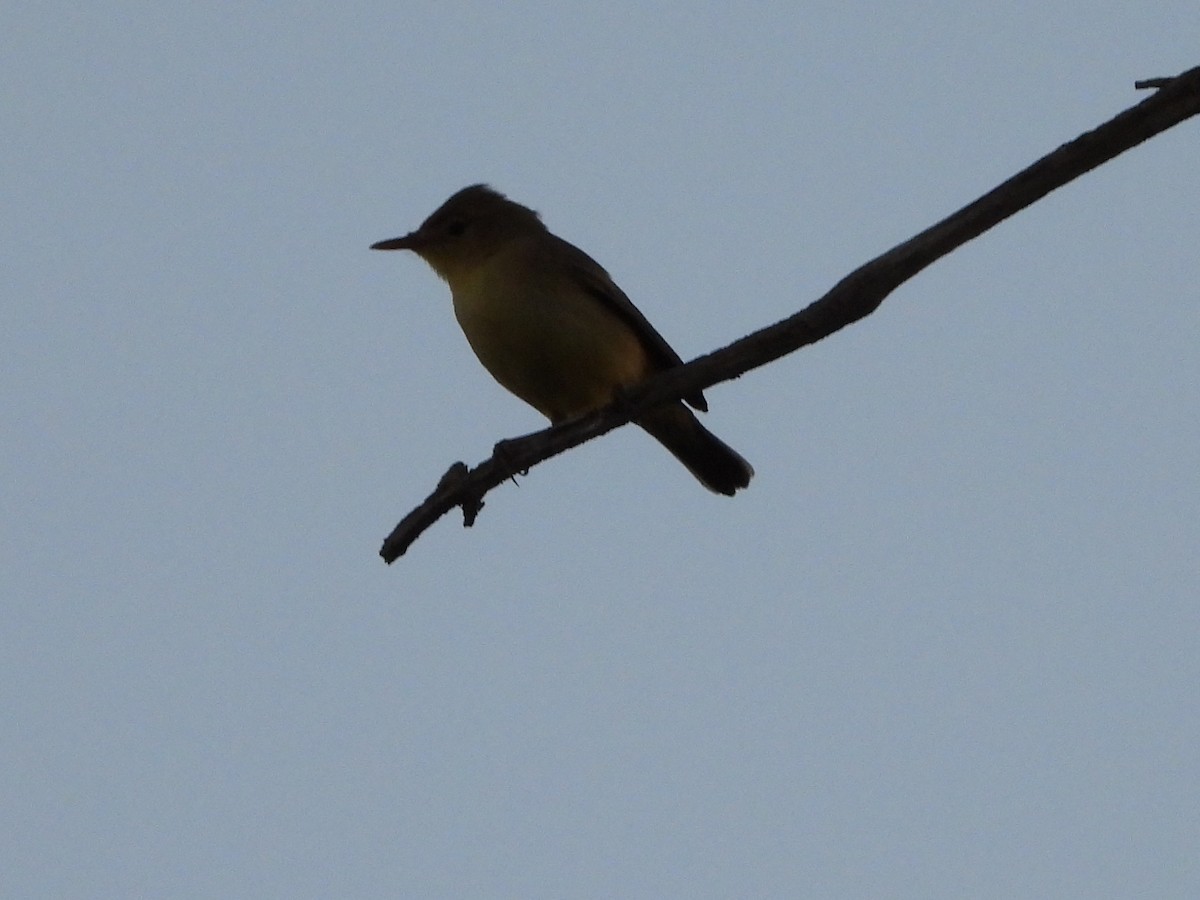 Melodious Warbler - Ricardo Moral