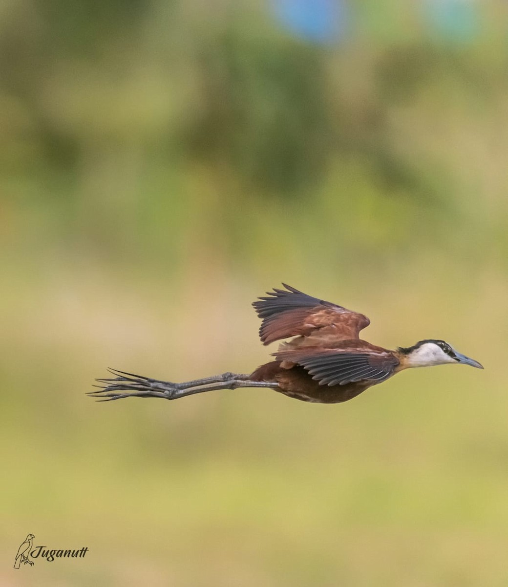 Jacana Africana - ML618826849
