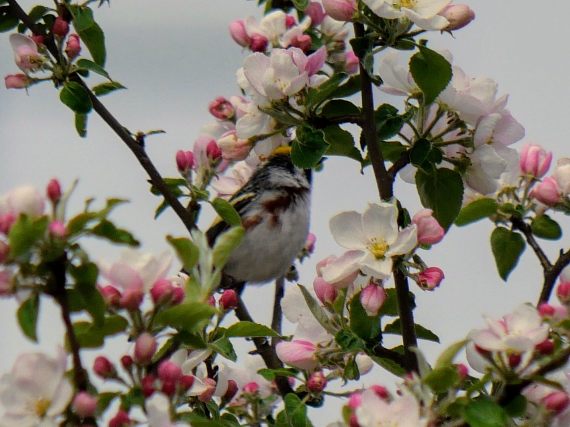 Chestnut-sided Warbler - Cécile Charlton