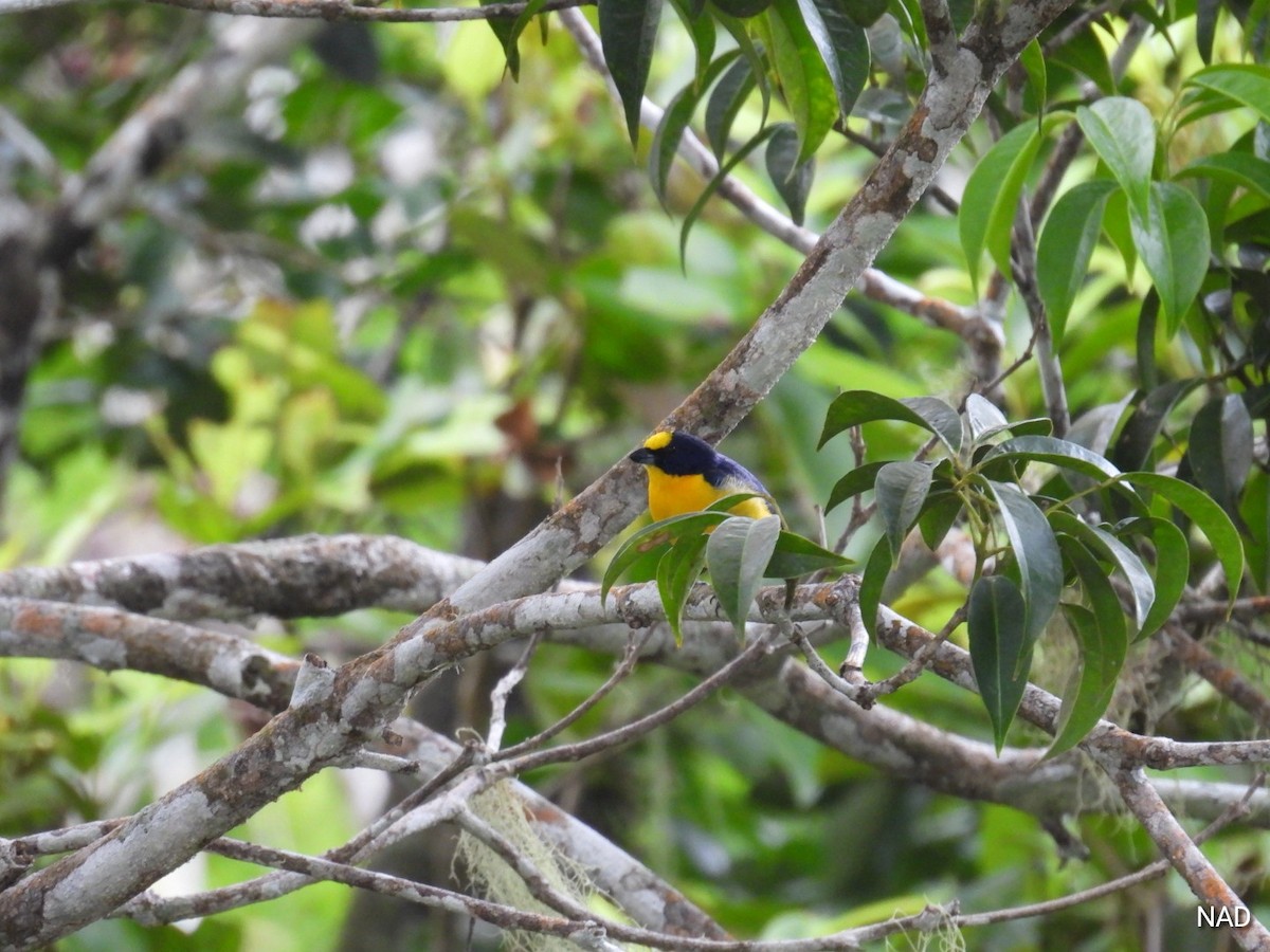 Yellow-crowned Euphonia - Nelva de Daly