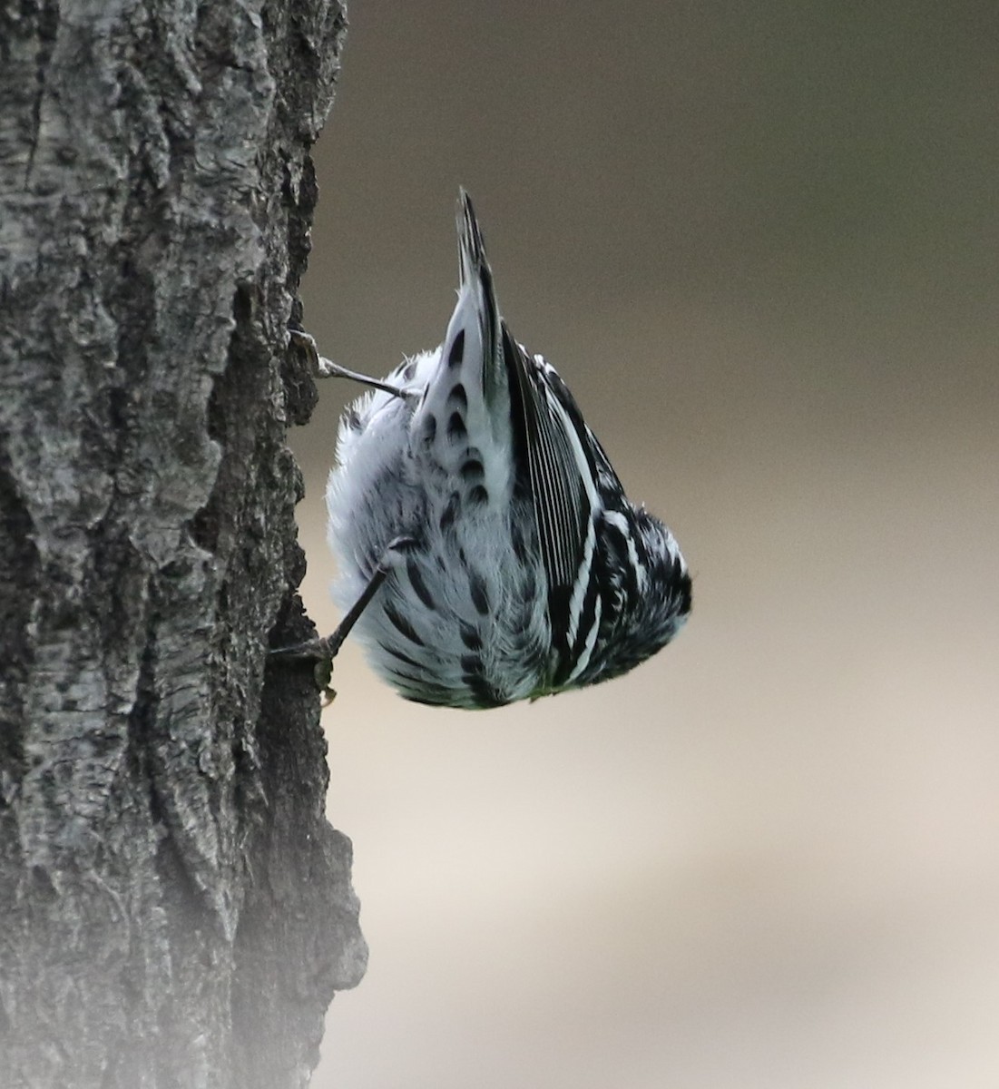 Black-and-white Warbler - Jane Stulp