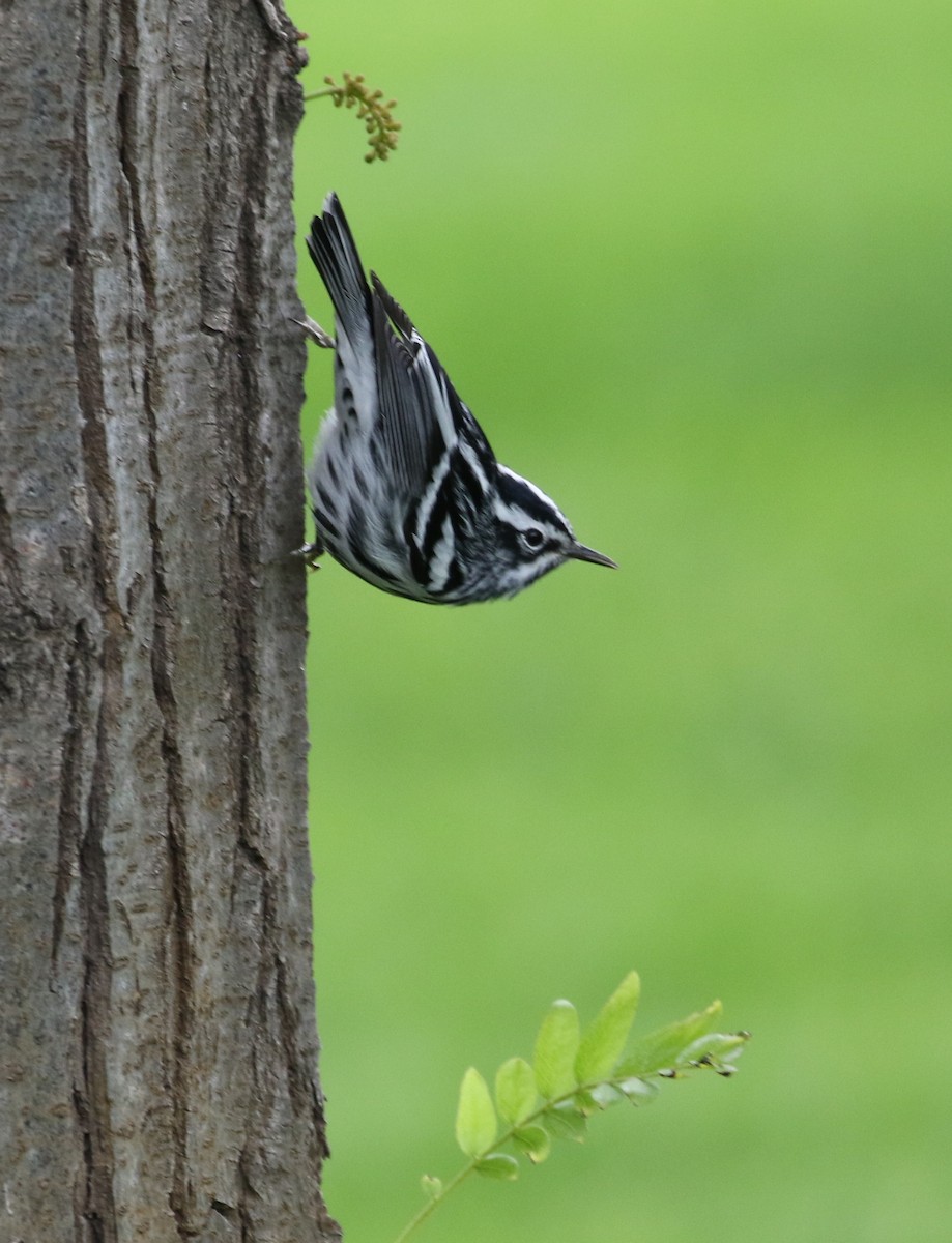 Black-and-white Warbler - Jane Stulp