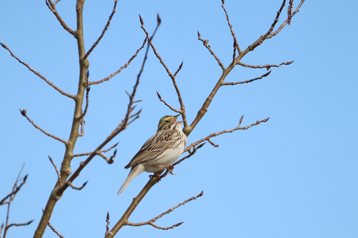 Savannah Sparrow - Laurie Brewster