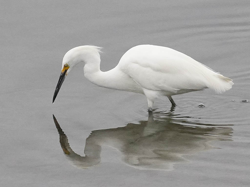 Snowy Egret - Tom Haglund