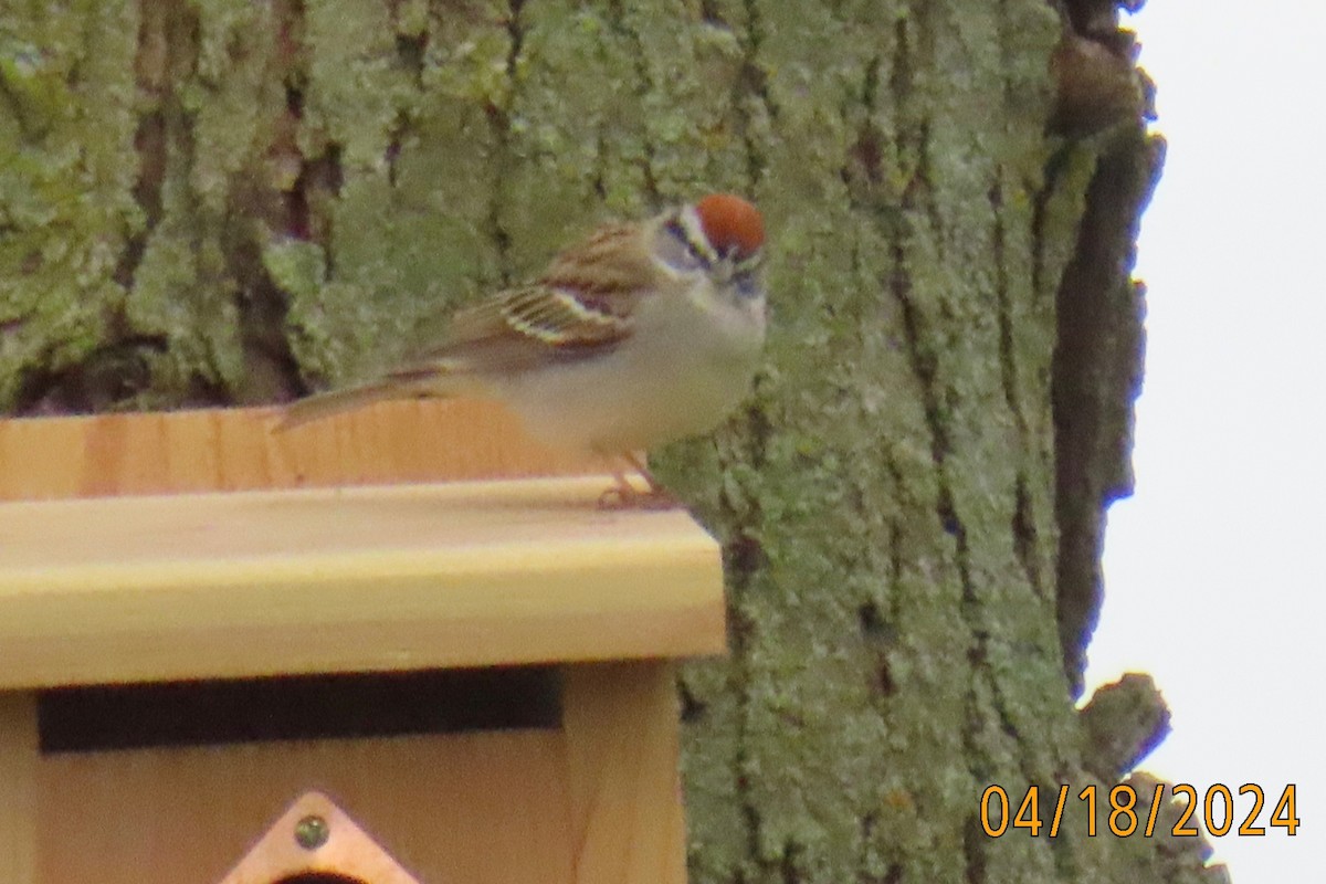 Chipping Sparrow - Ellen Smulders