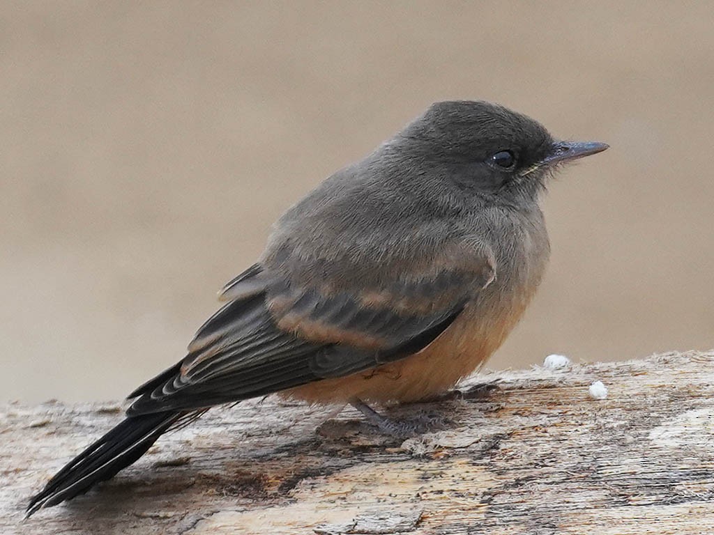 Say's Phoebe - Tom Haglund