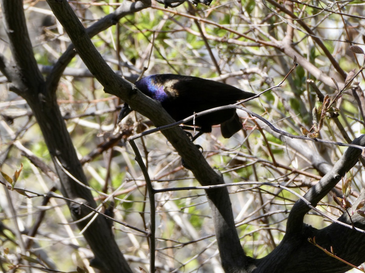 Common Grackle - Jean Roberge