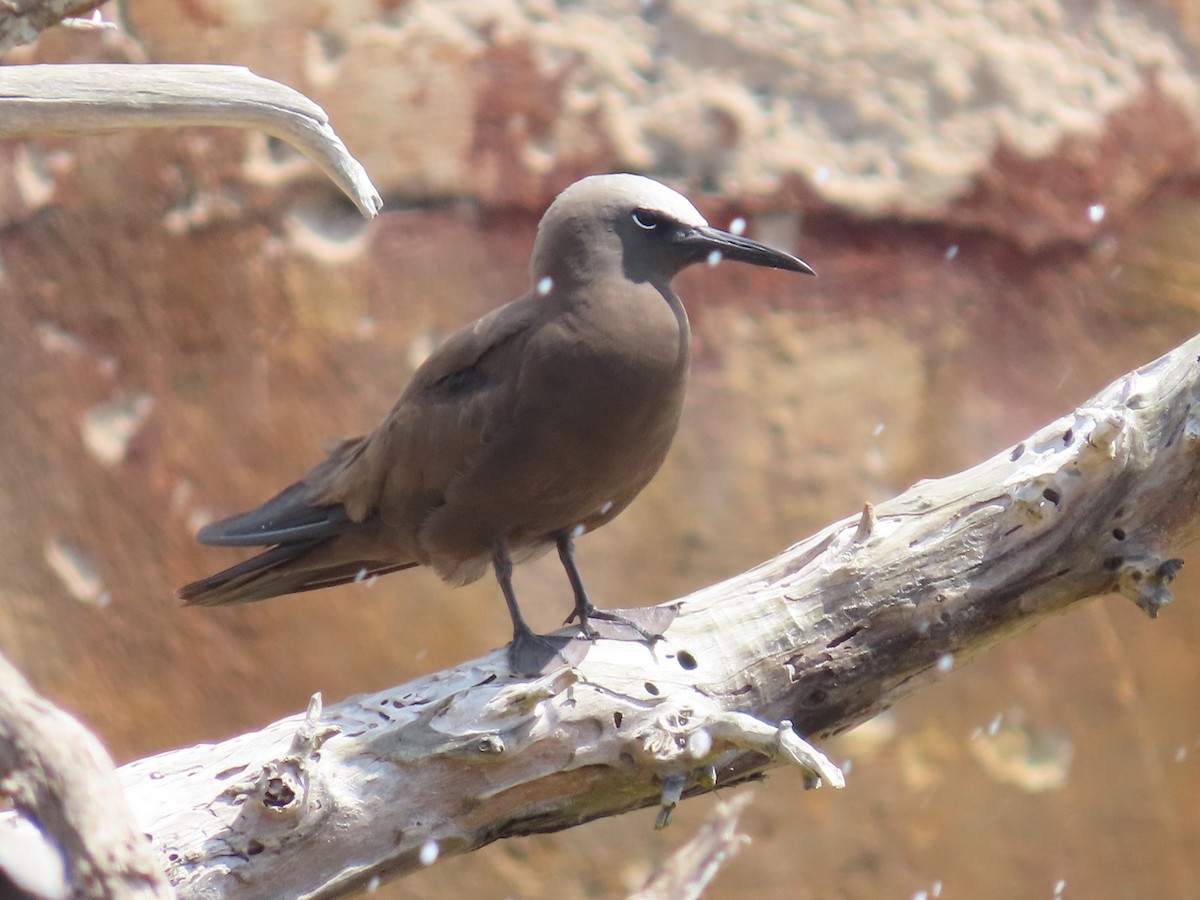 Brown Noddy - Pamela Hunt