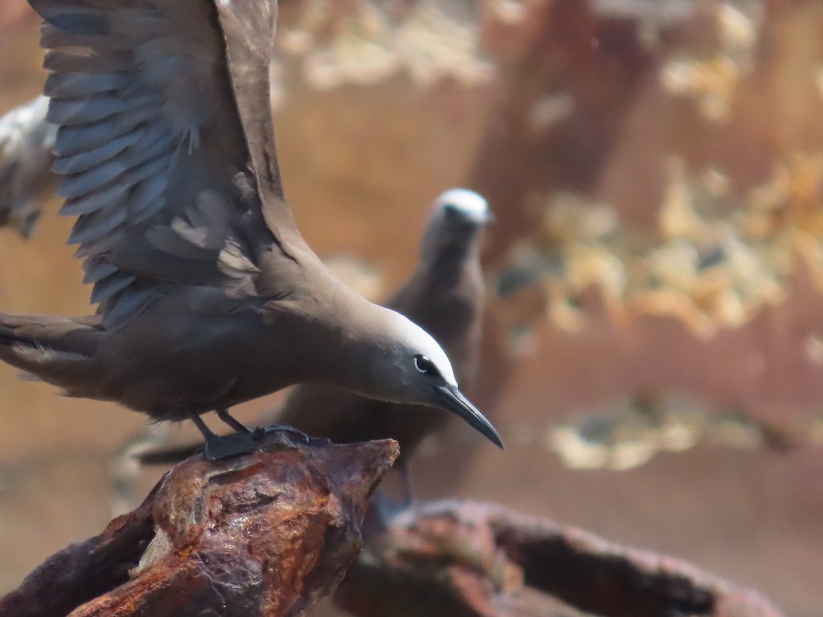 Brown Noddy - Pamela Hunt