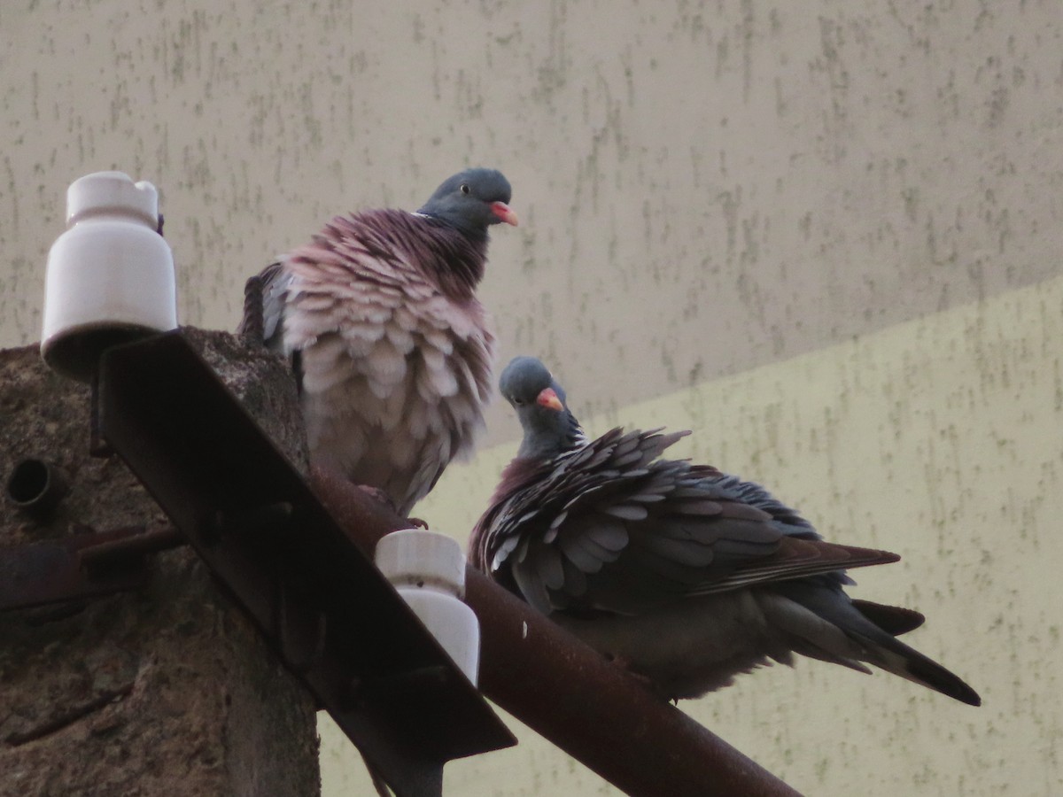 Common Wood-Pigeon - Kseniia Marianna Prondzynska