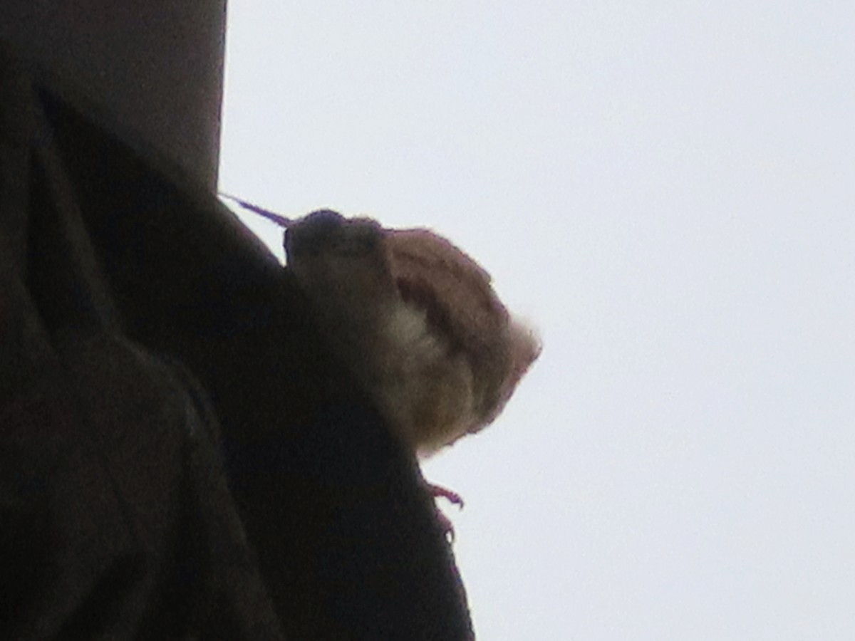 Eurasian Kestrel - Kseniia Marianna Prondzynska