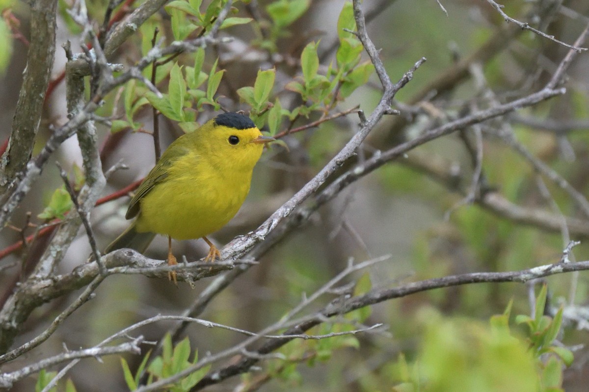 Wilson's Warbler - Tom Pirro