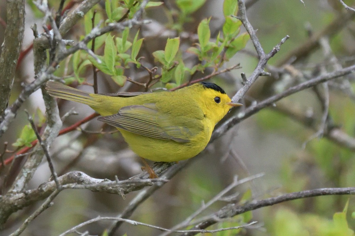 Wilson's Warbler - Tom Pirro