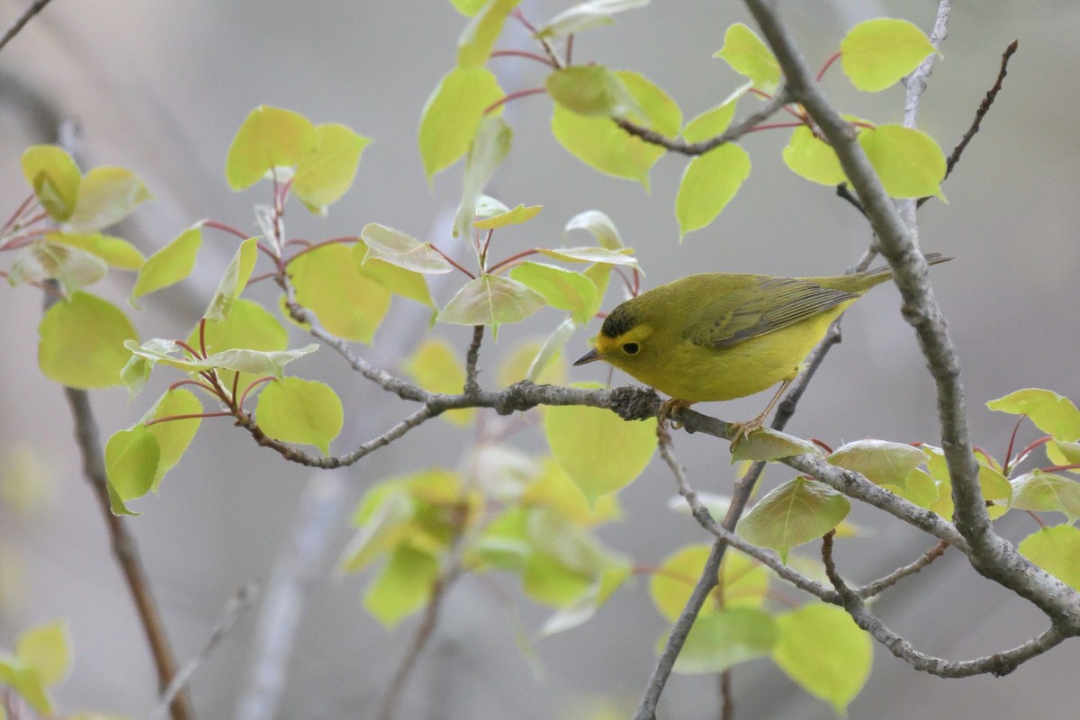 Wilson's Warbler - ML618826903