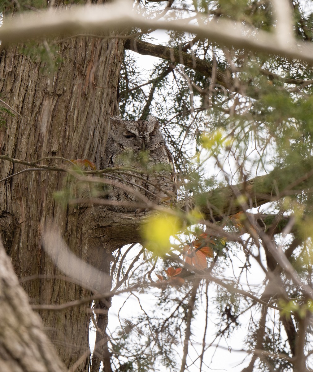 Eastern Screech-Owl - Marilyn White