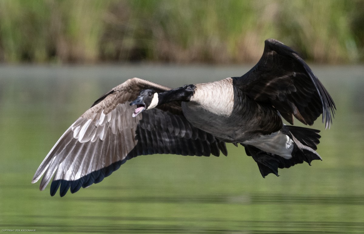 Canada Goose - Joe Donahue