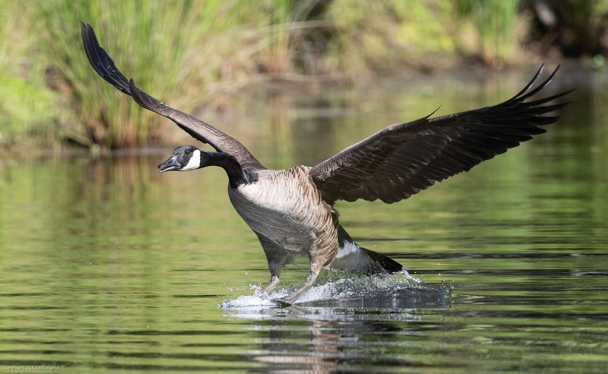 Canada Goose - Joe Donahue