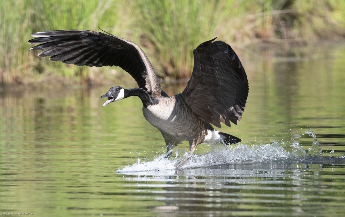 Canada Goose - Joe Donahue