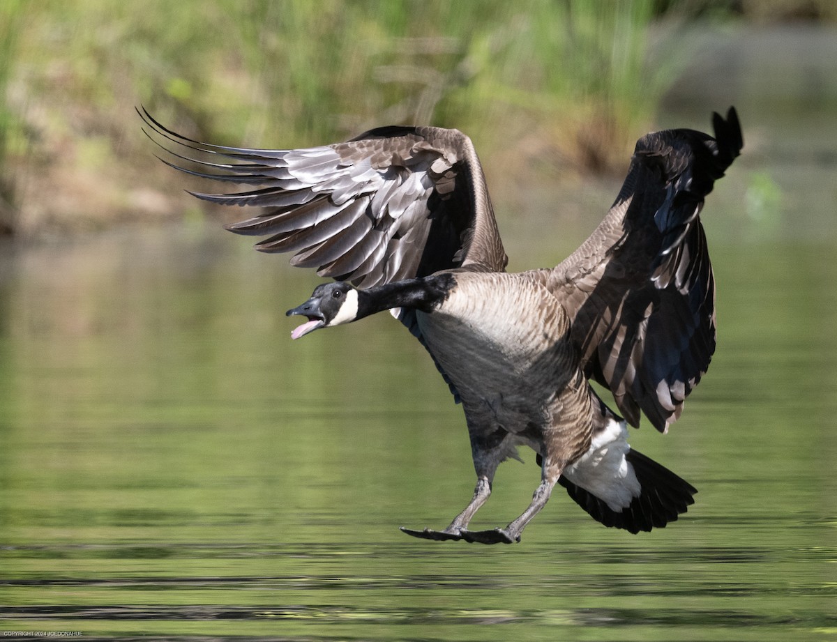 Canada Goose - Joe Donahue