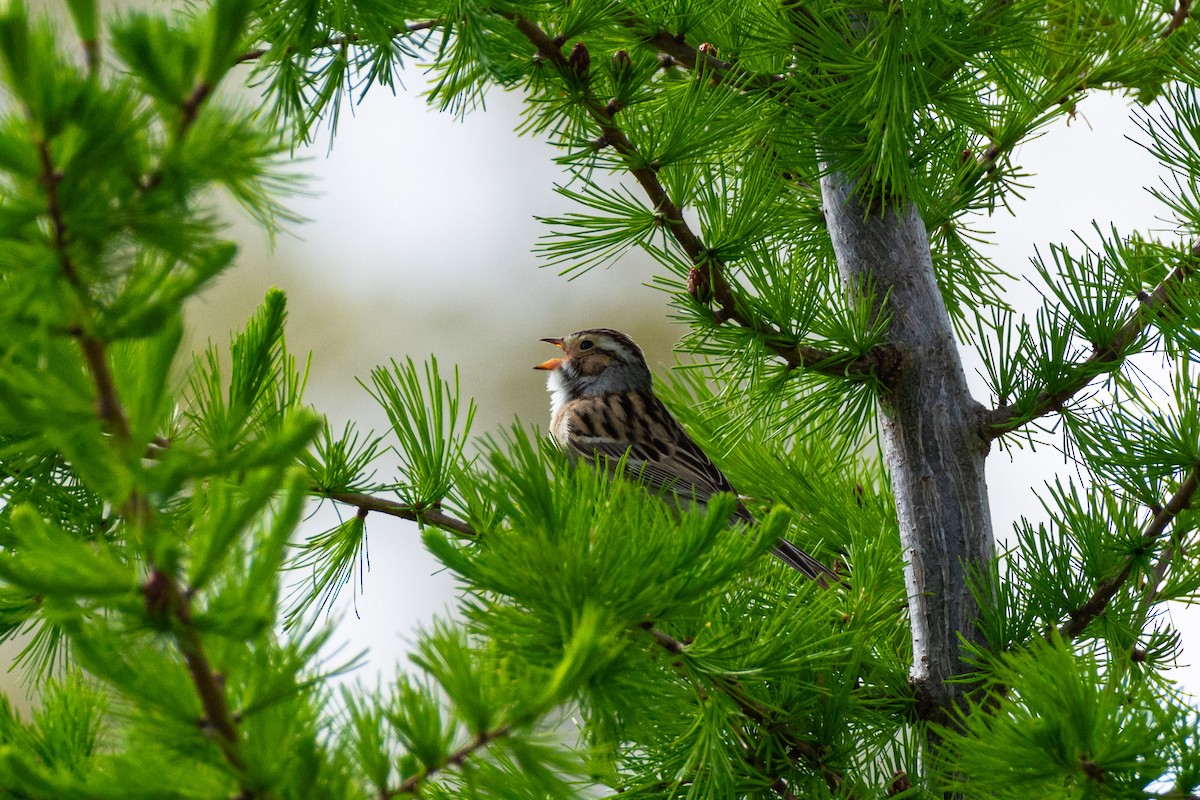 Clay-colored Sparrow - Geoff Olaveson