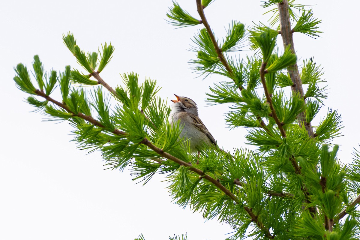 Clay-colored Sparrow - Geoff Olaveson