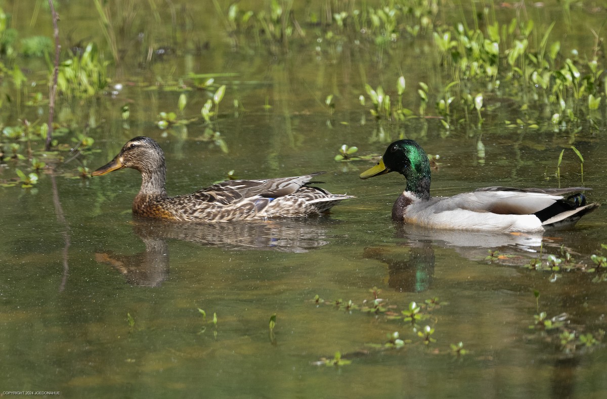 Mallard - Joe Donahue