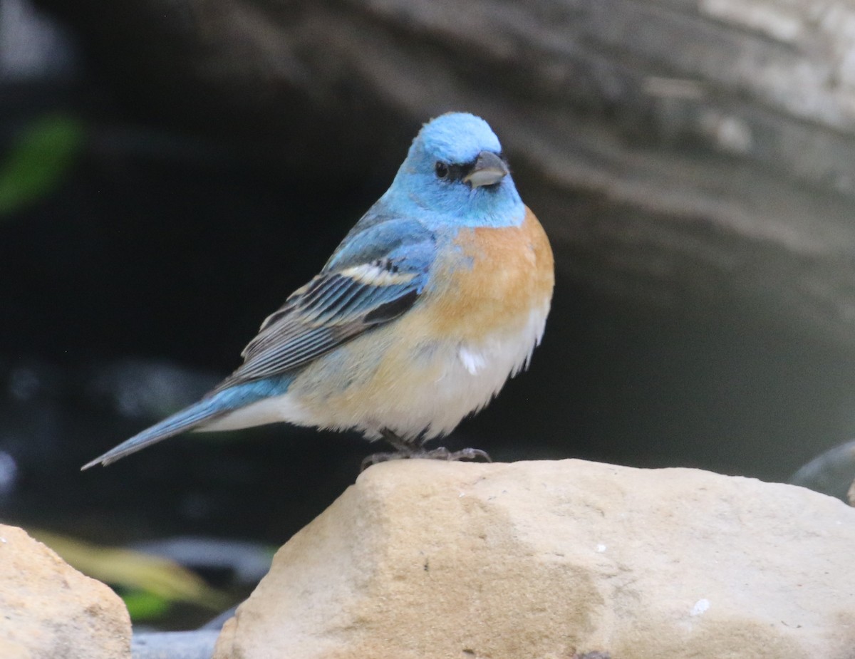 Lazuli Bunting - Jane Stulp