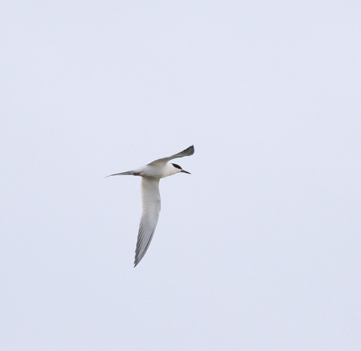 Forster's Tern - ML618826929