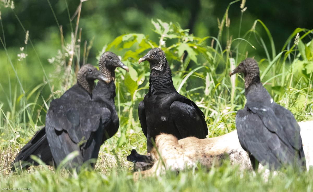 Black Vulture - ML618826934
