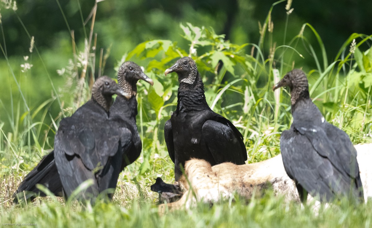 Black Vulture - Joe Donahue