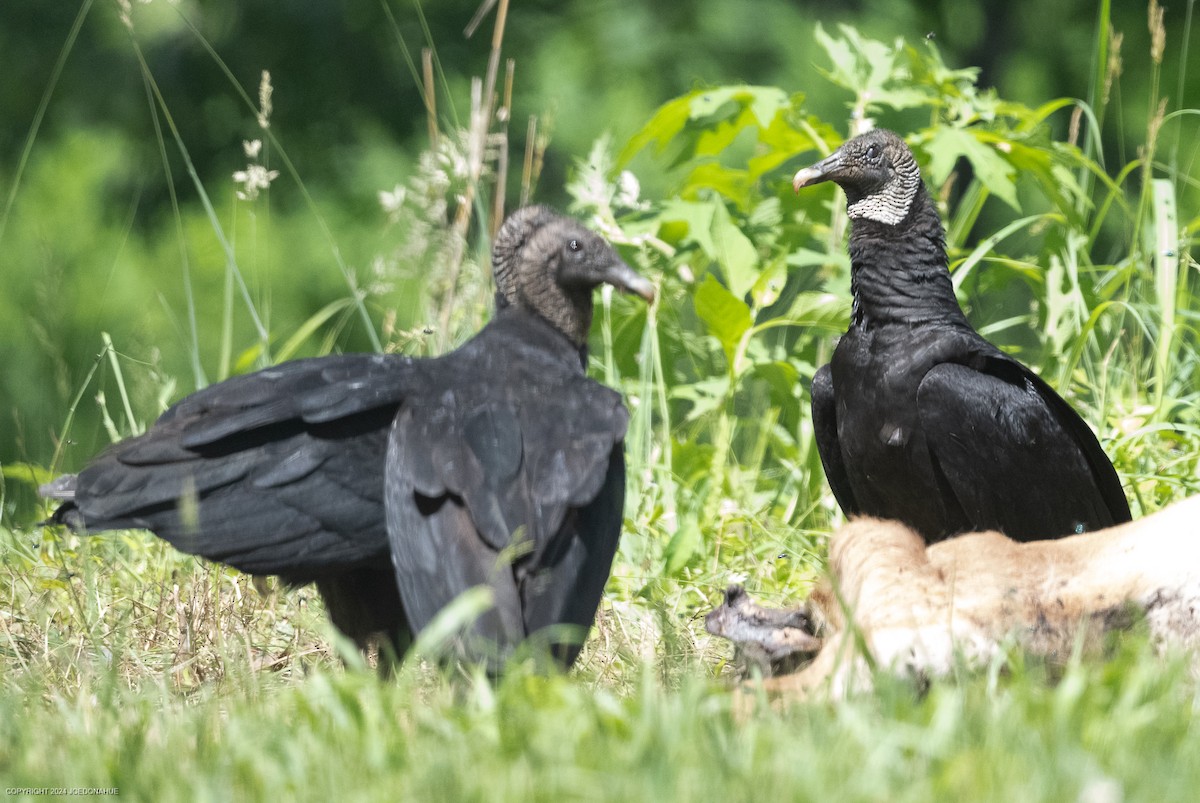 Black Vulture - Joe Donahue