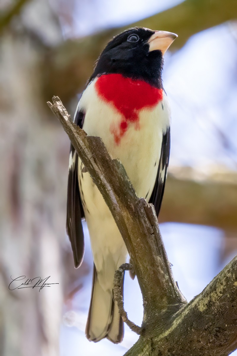 Rose-breasted Grosbeak - Caleb Myers