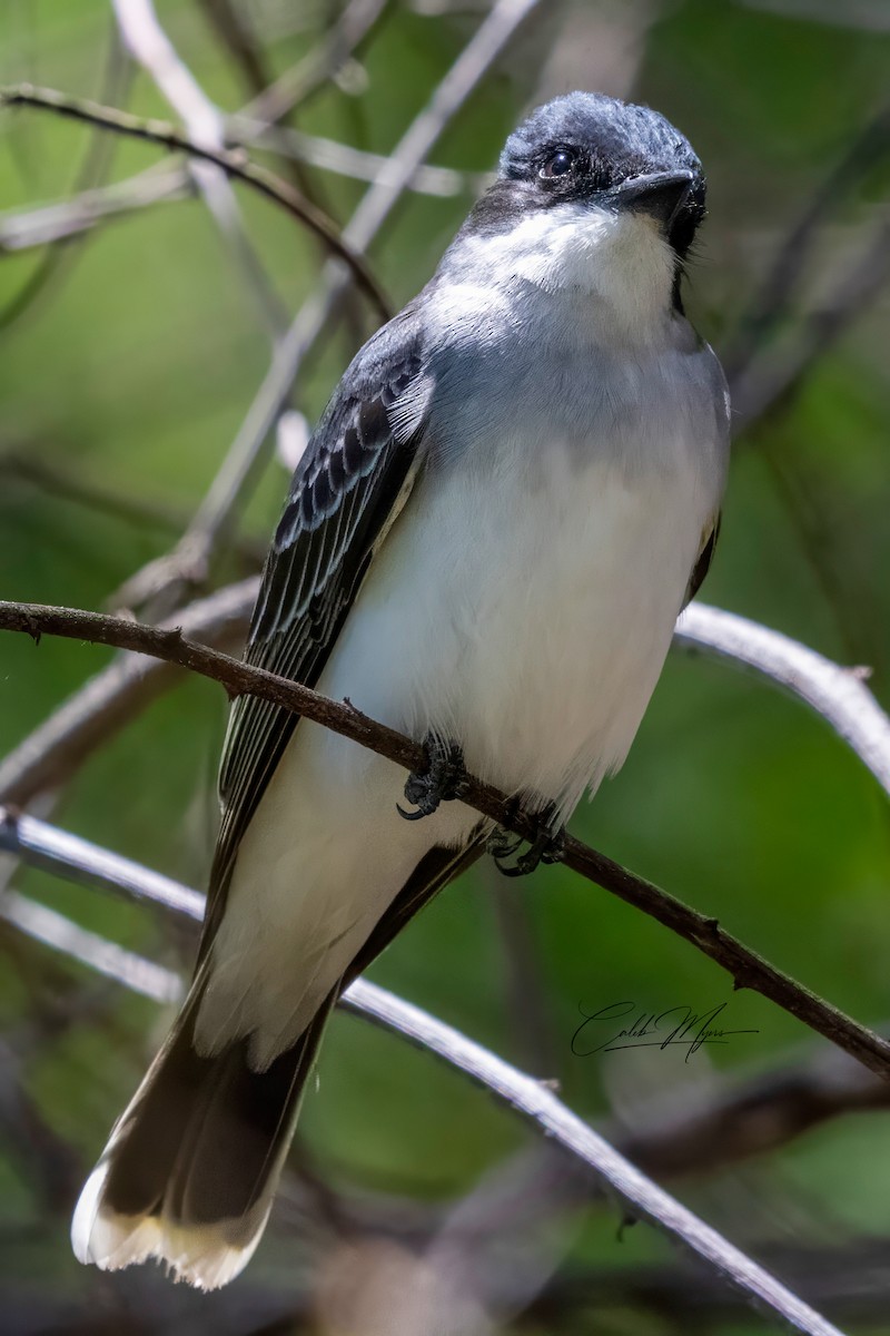 Eastern Kingbird - Caleb Myers