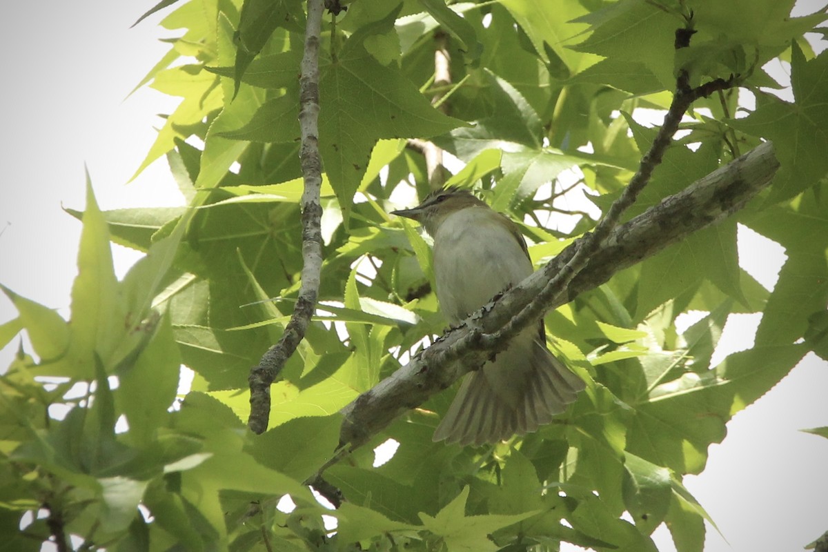 Kızıl Gözlü Vireo - ML618826955