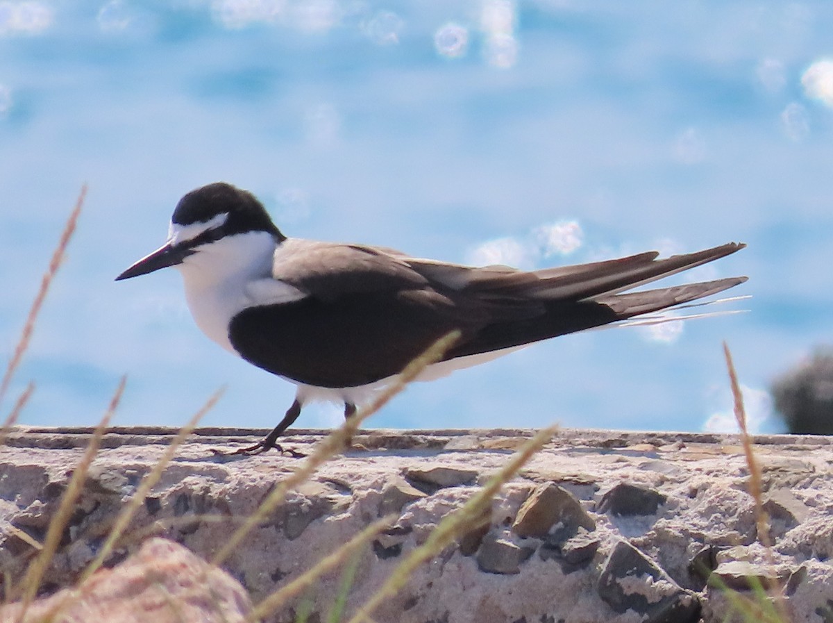 Bridled Tern - Pamela Hunt