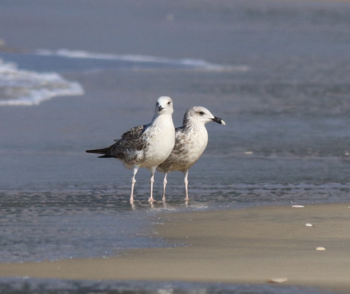 Lesser Black-backed Gull - Afsar Nayakkan